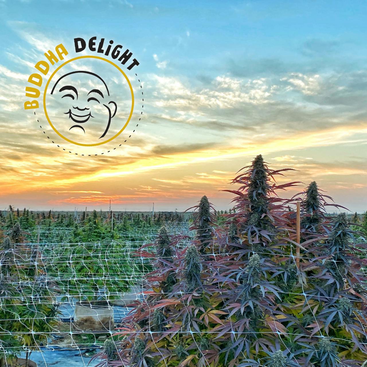 Apple Bananas | Big Buds | 28g
