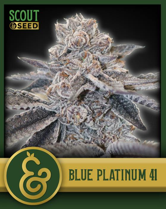 Cap Junky | 3.5g