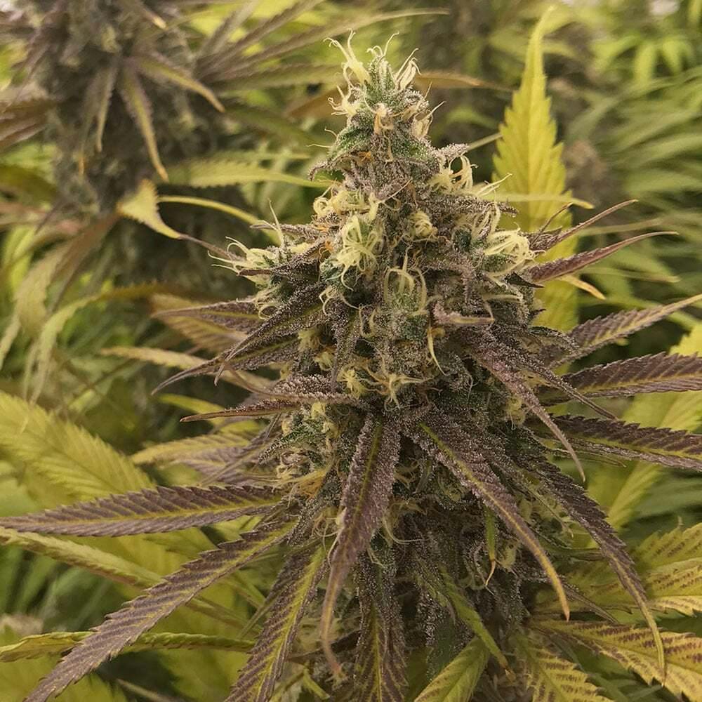 Big Smooth | 1g