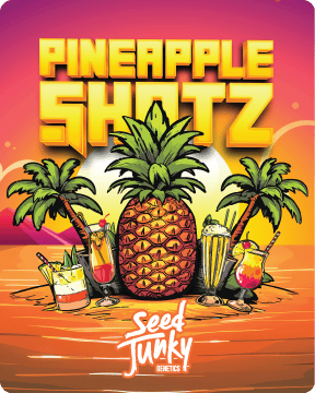 Pineapple Shotz | Big Buds | 3.5g at HCC Herrera Cannabis Co.