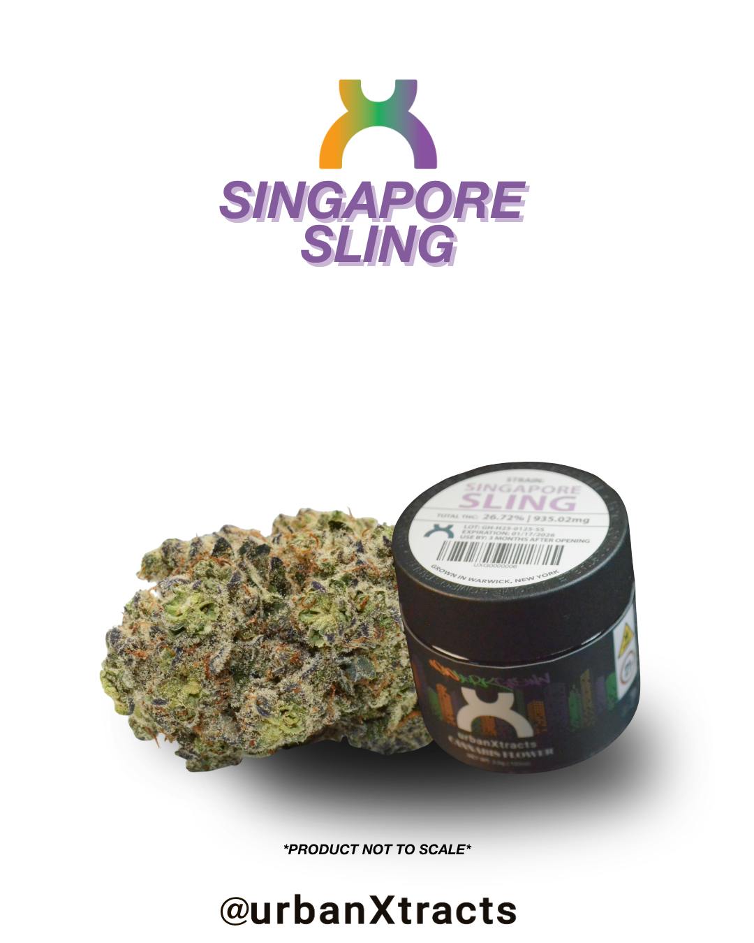 urbanXtracts | Singapore Sling | Big Buds | 3.5g