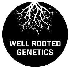 Well Rooted Genetics | Midtown Haze | Bubble Hash Infused Joint | 1.25g