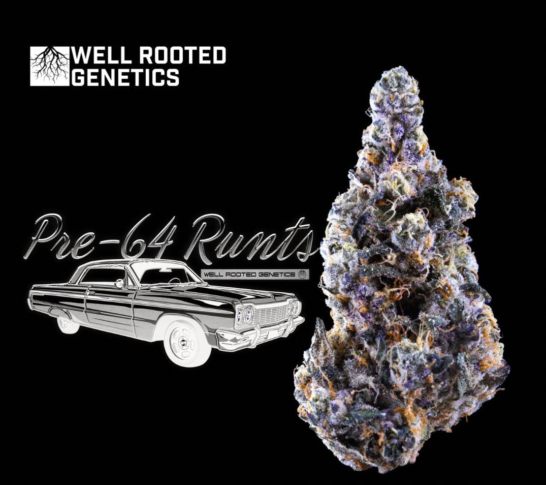 Well Rooted Genetics | Pre-64 Runtz | Big Buds | 3.5g by Well Rooted Genetics