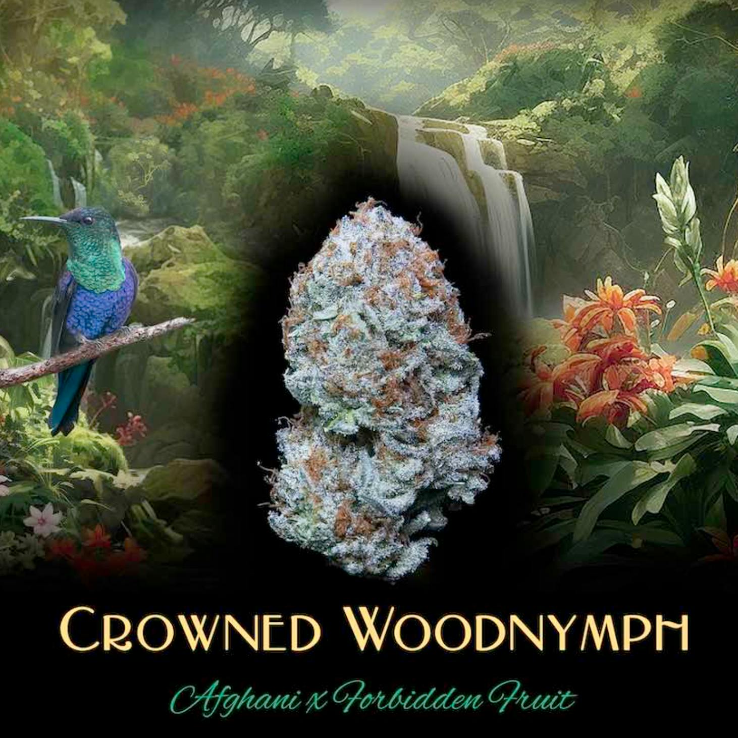 Crowned Woodnymph | Big Buds | 1g