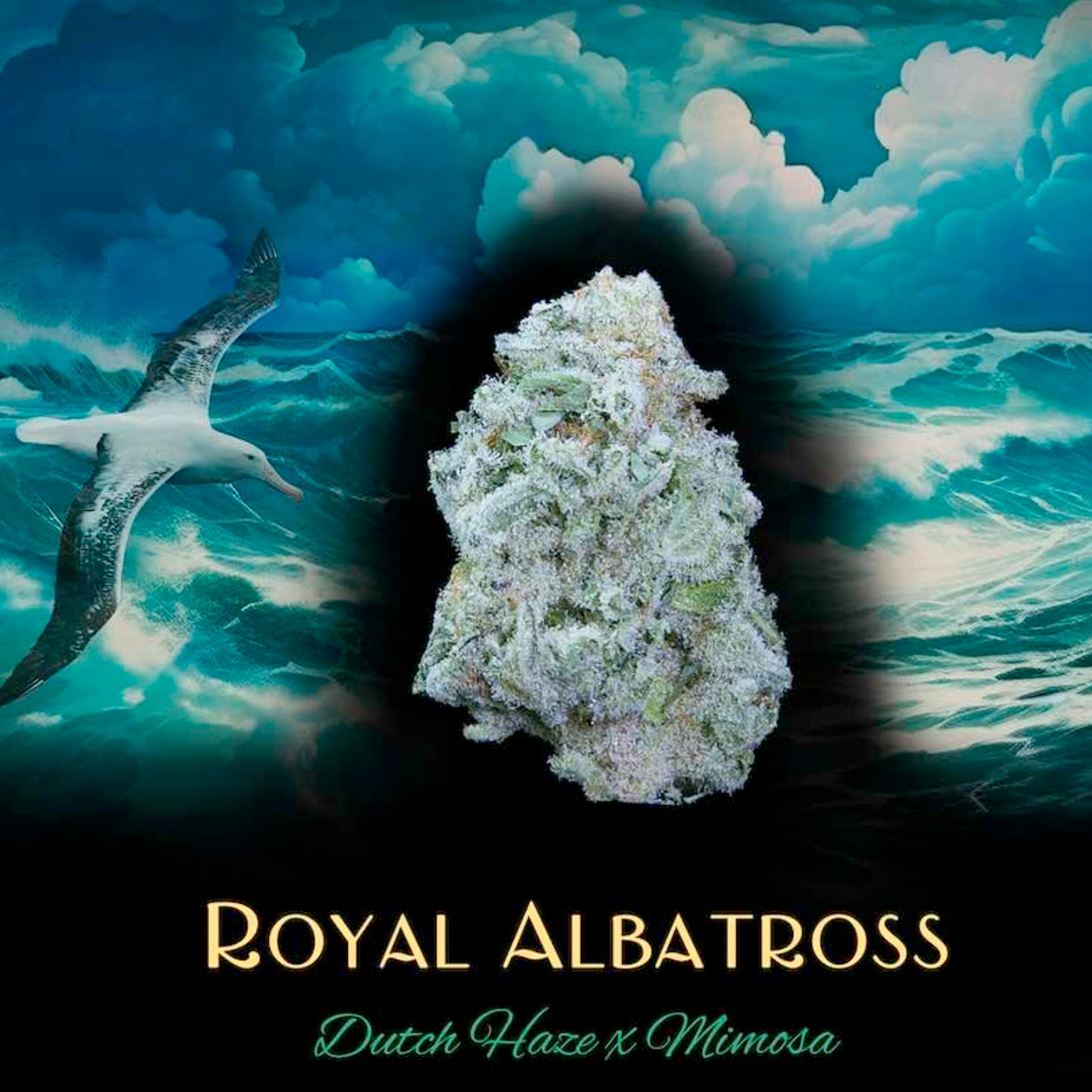 Royal Albatross | 1g