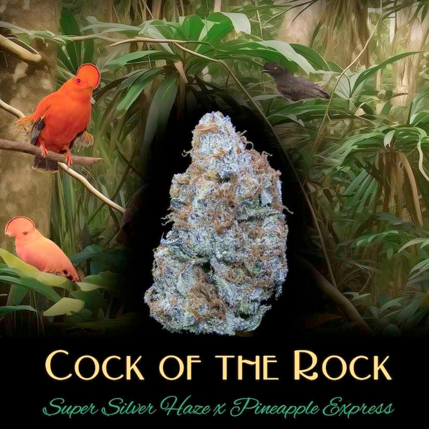 Cock-Of-The-Rock | 1g