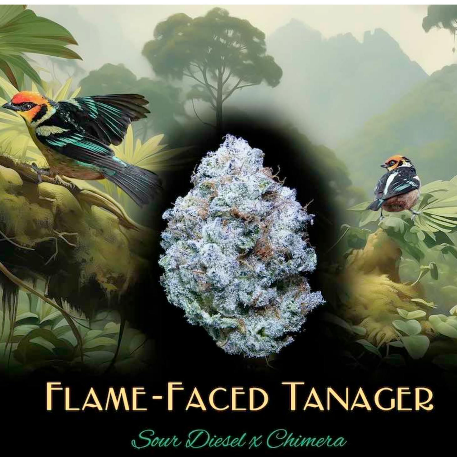 Flame-Faced Tanager | 1g