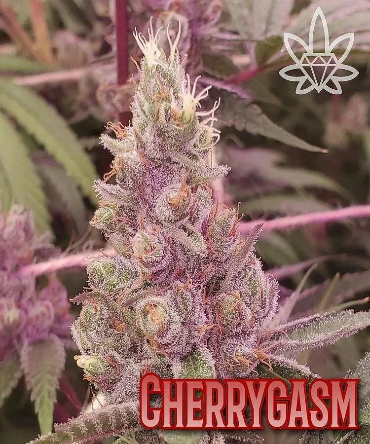 Cherrygasm | 7g