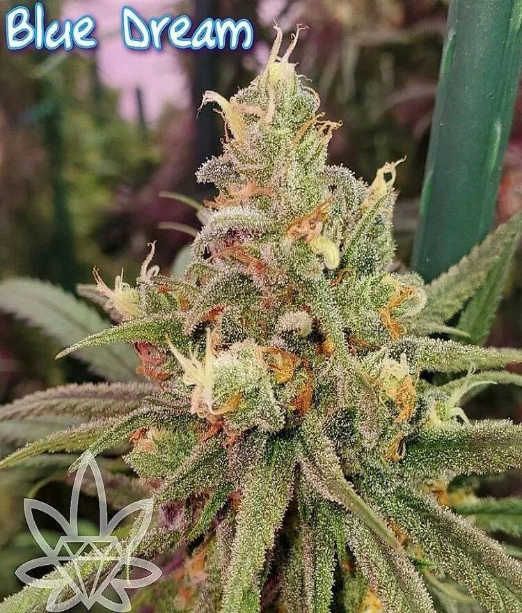 Blue Dream | 14g