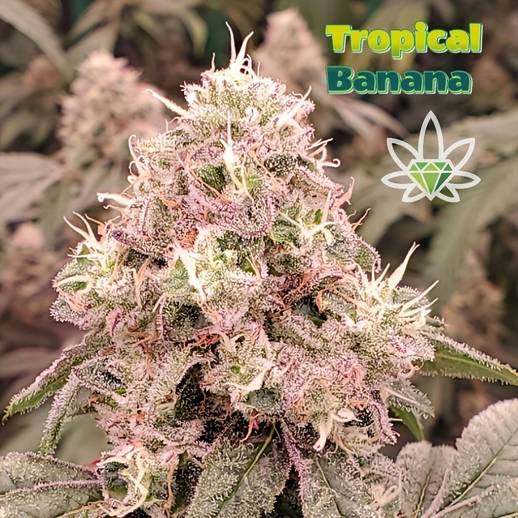 Tropical Banana | Big Buds | 3.5g