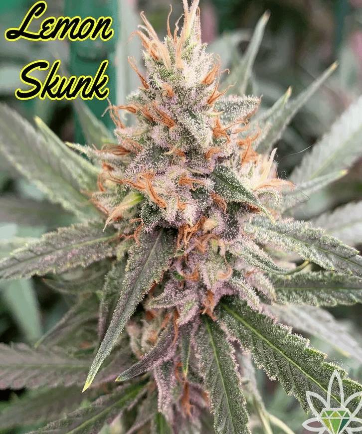Lemon Skunk | 1g