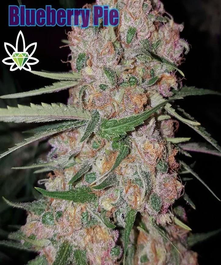 Blueberry Pie | Big Buds | 7g