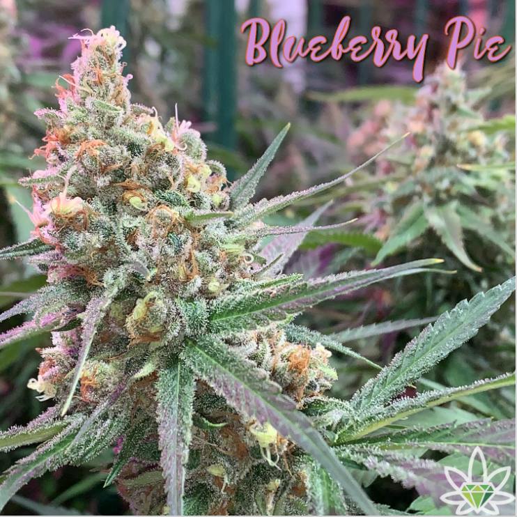 Blueberry Pie | Big Buds | 14g