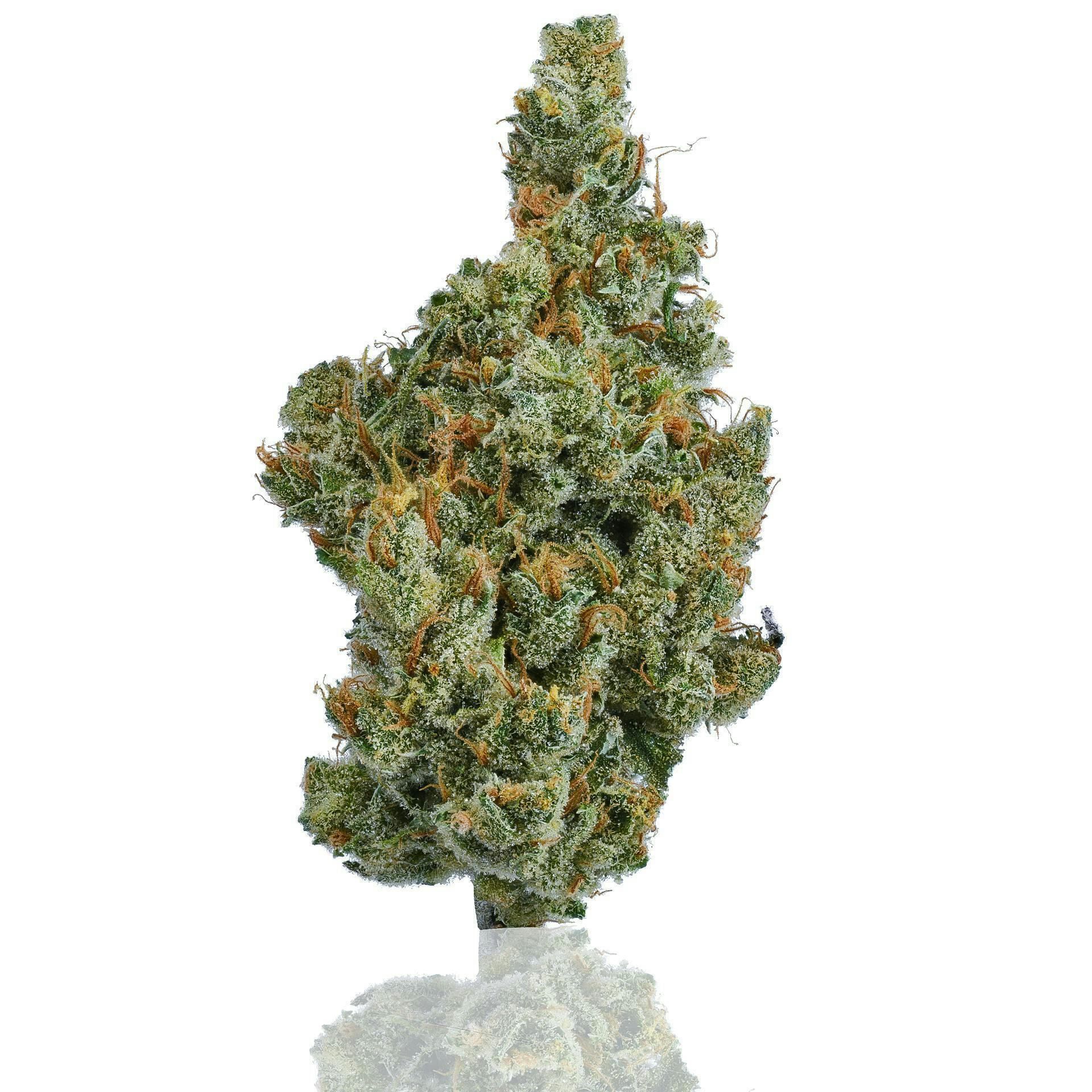 CAM: Super Silver Haze