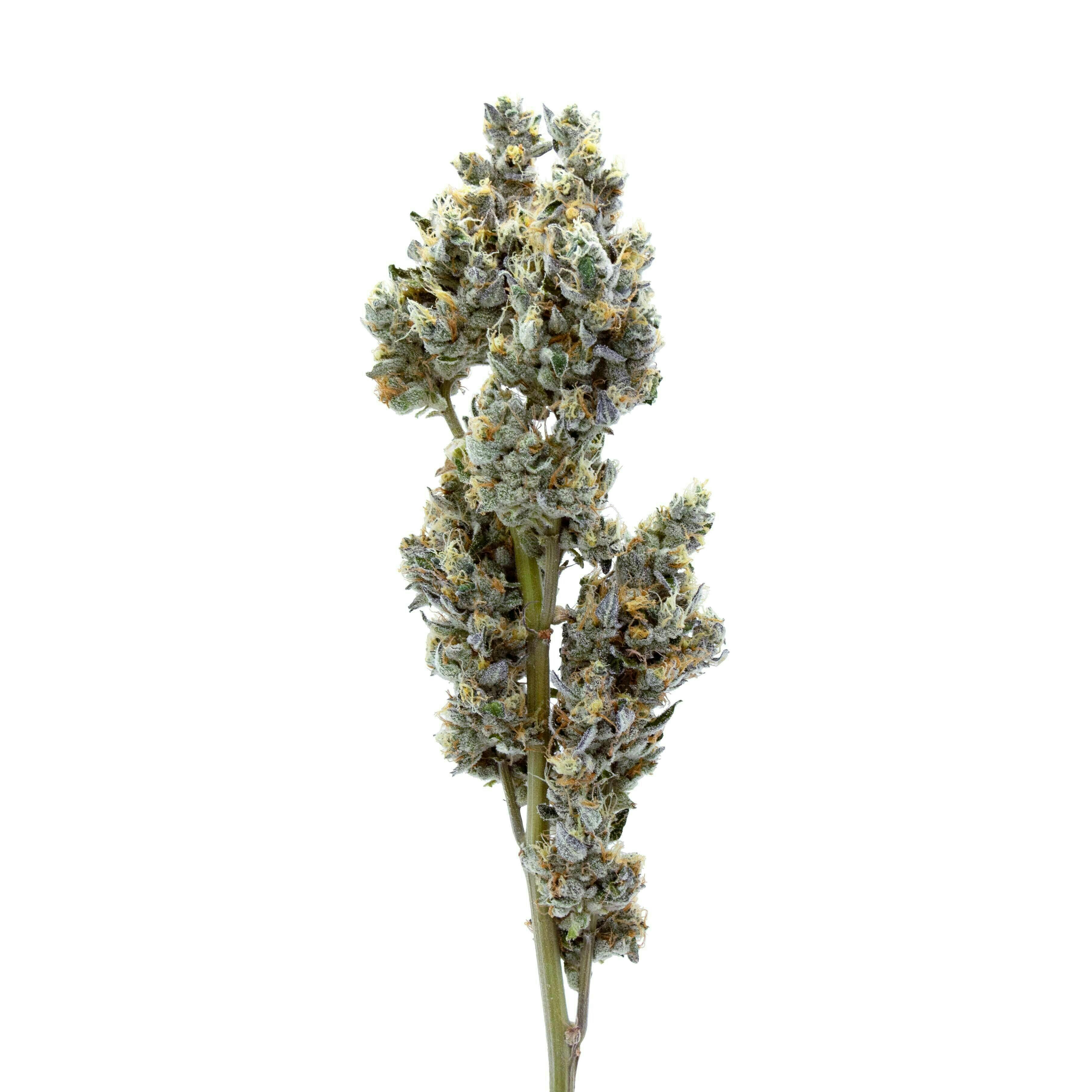 Method | Sundae Paradise | Big Buds | 3.5g by Method
