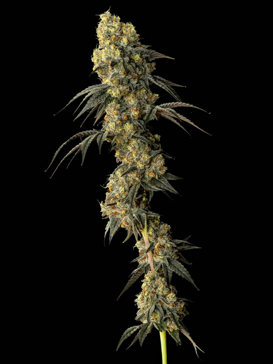 Exotic Cropz | Soap x Kept Secret | Big Buds | 28g