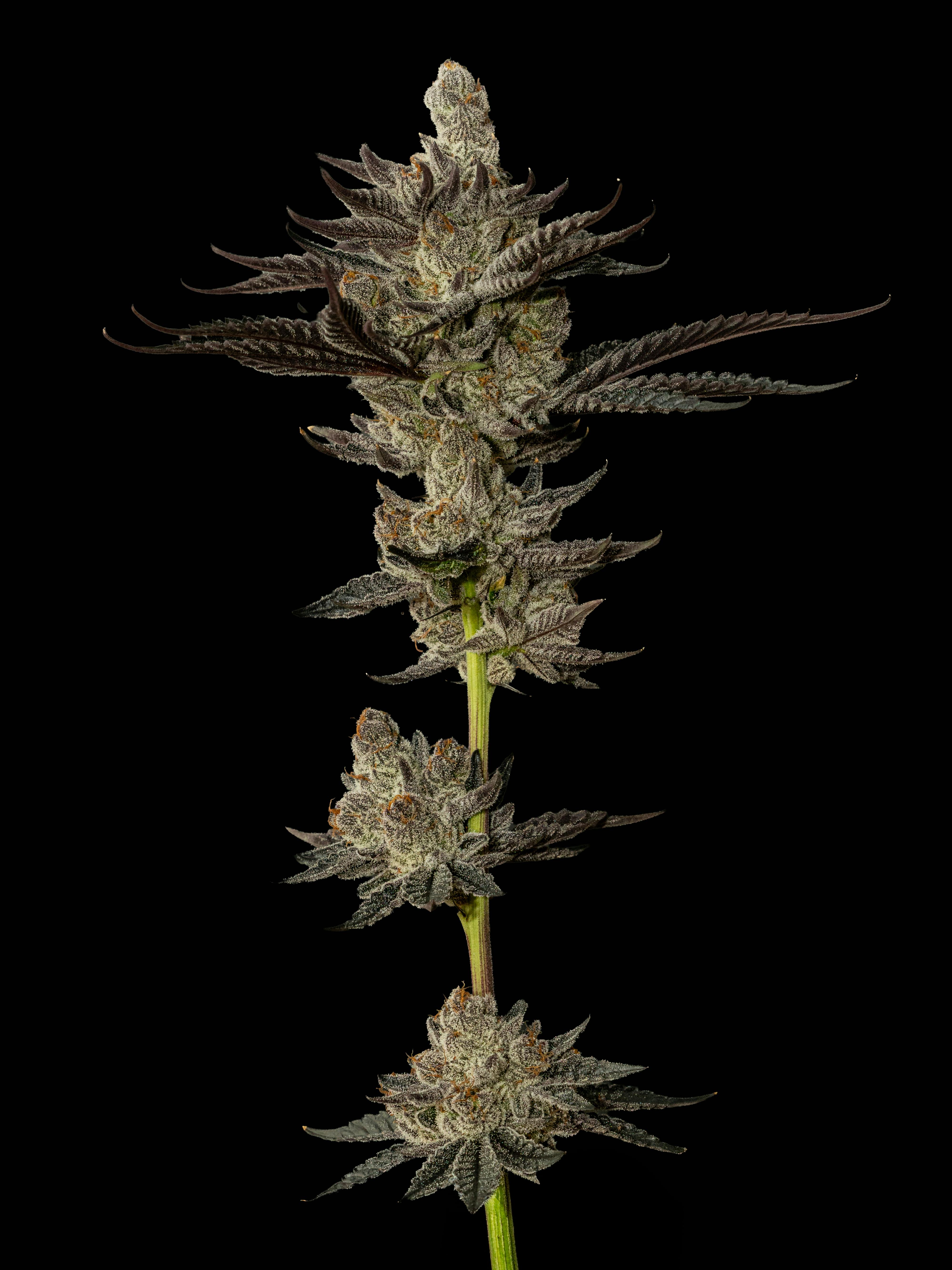 Exotic Cropz | Dream Factory | Big Buds | 3.5g