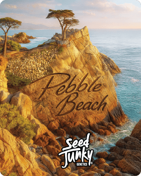 Pebble Beach | Minis | 0.5g each | 7pk by Seed Junky