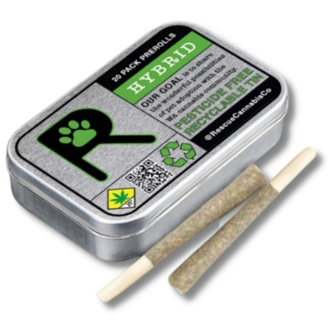 Apple Fritter | Minis | 0.5g | 20pk