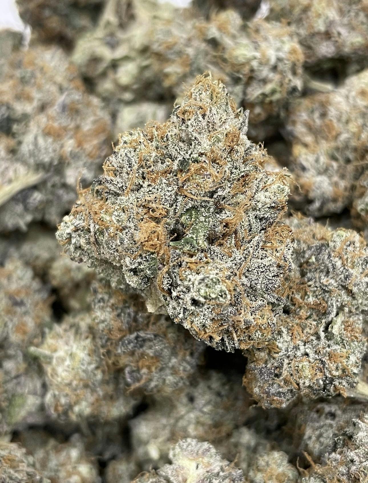 Purple Pie | Big Buds | 3.5g