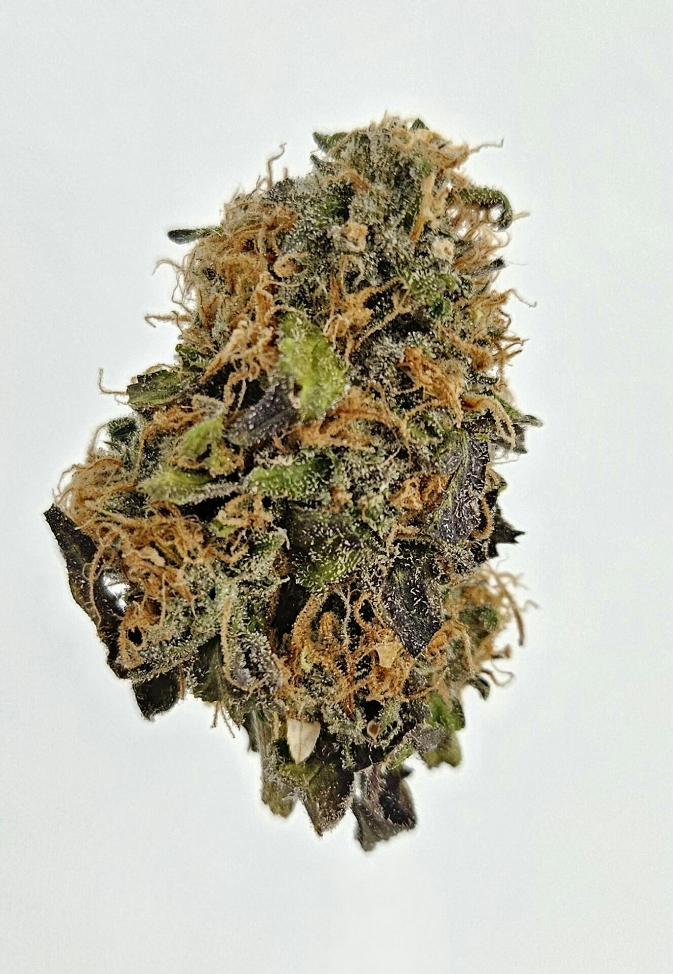 Flower - Private Reserve - Mango Slushee Haze by Ripple Wellness