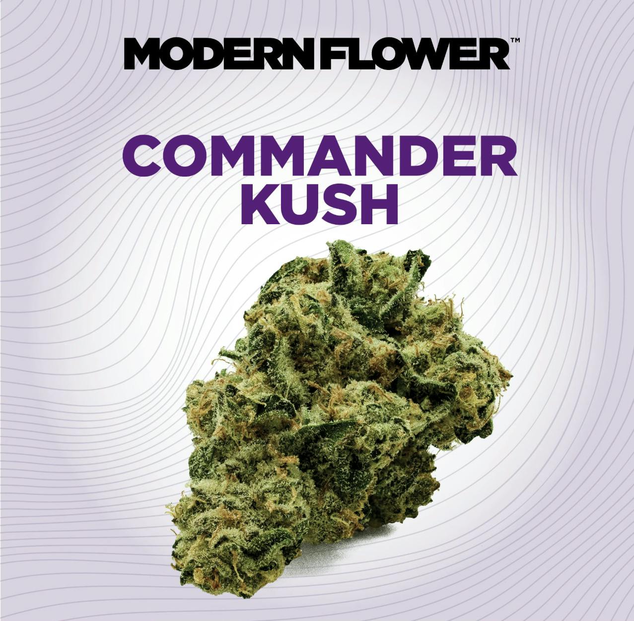 Modern Flower | Commander Kush | Big Buds | 28g by Modern Flower