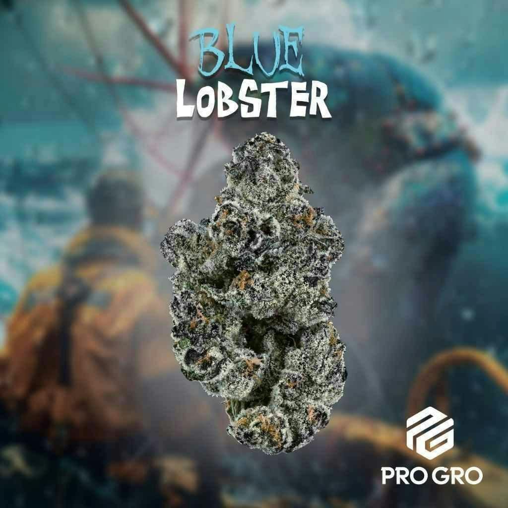 Pro Gro | Blue Lobster | Big Buds by Pro Gro