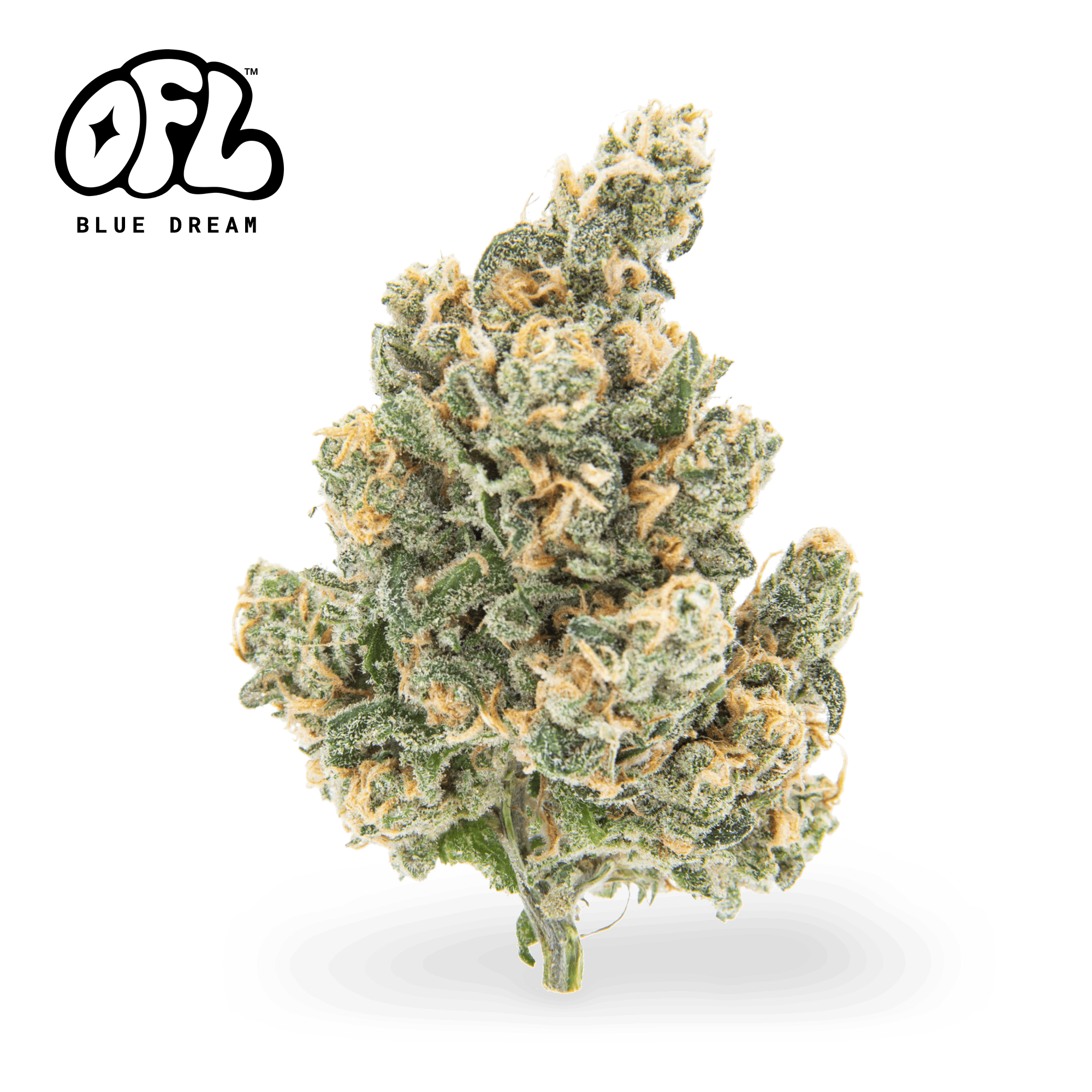 Blue Dream | Big Buds | 7g - Oakfruitland (OFL)