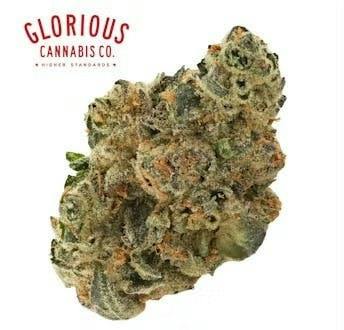 Glorious Cannabis Company | Dat Big Nasty | Big Buds | by Glorious Cannabis Company
