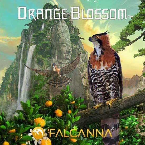 7g Orange Blossom - Falcanna Pre-Pack Flower
