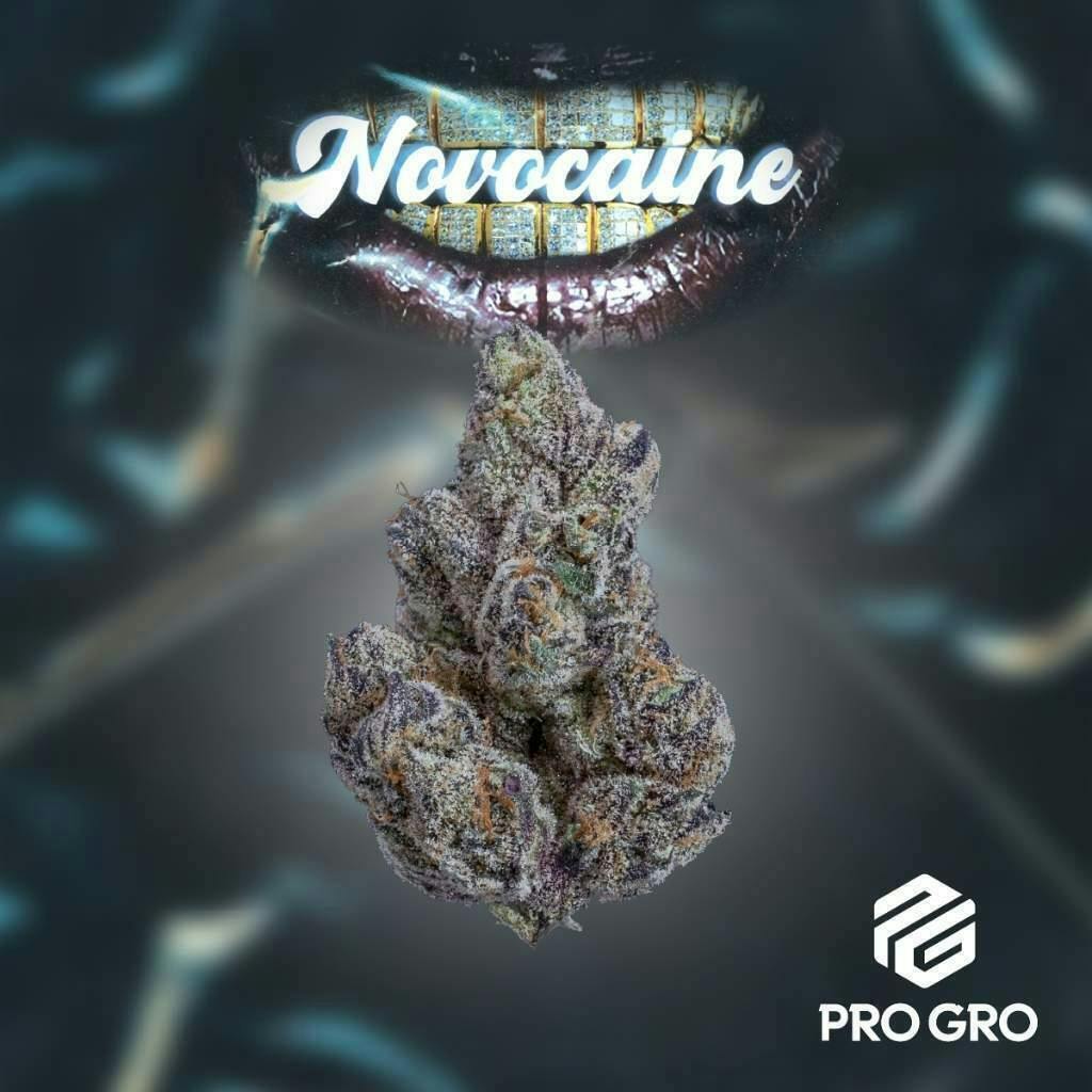 Pro Gro | Novocaine | Big Buds by Pro Gro
