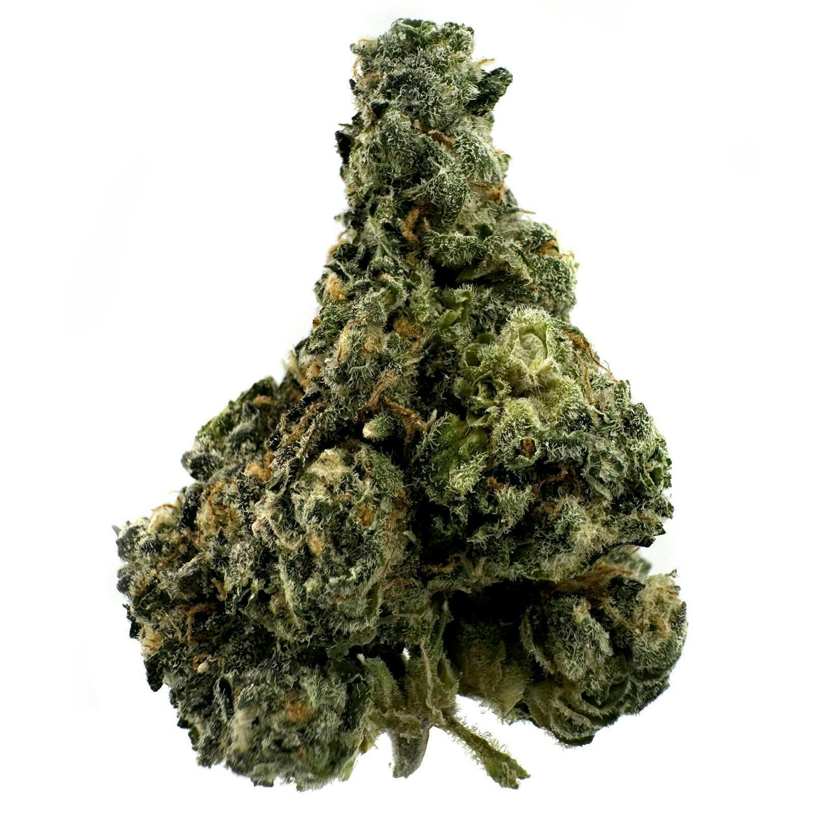 GMO Sherb Crasher | Big Buds by Glorious Cannabis Company