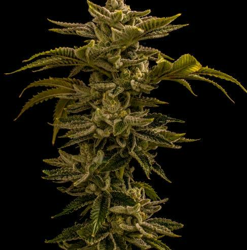 Franklin Fields | Jilly Glue | Big Bud | 3.5g by Franklin Fields