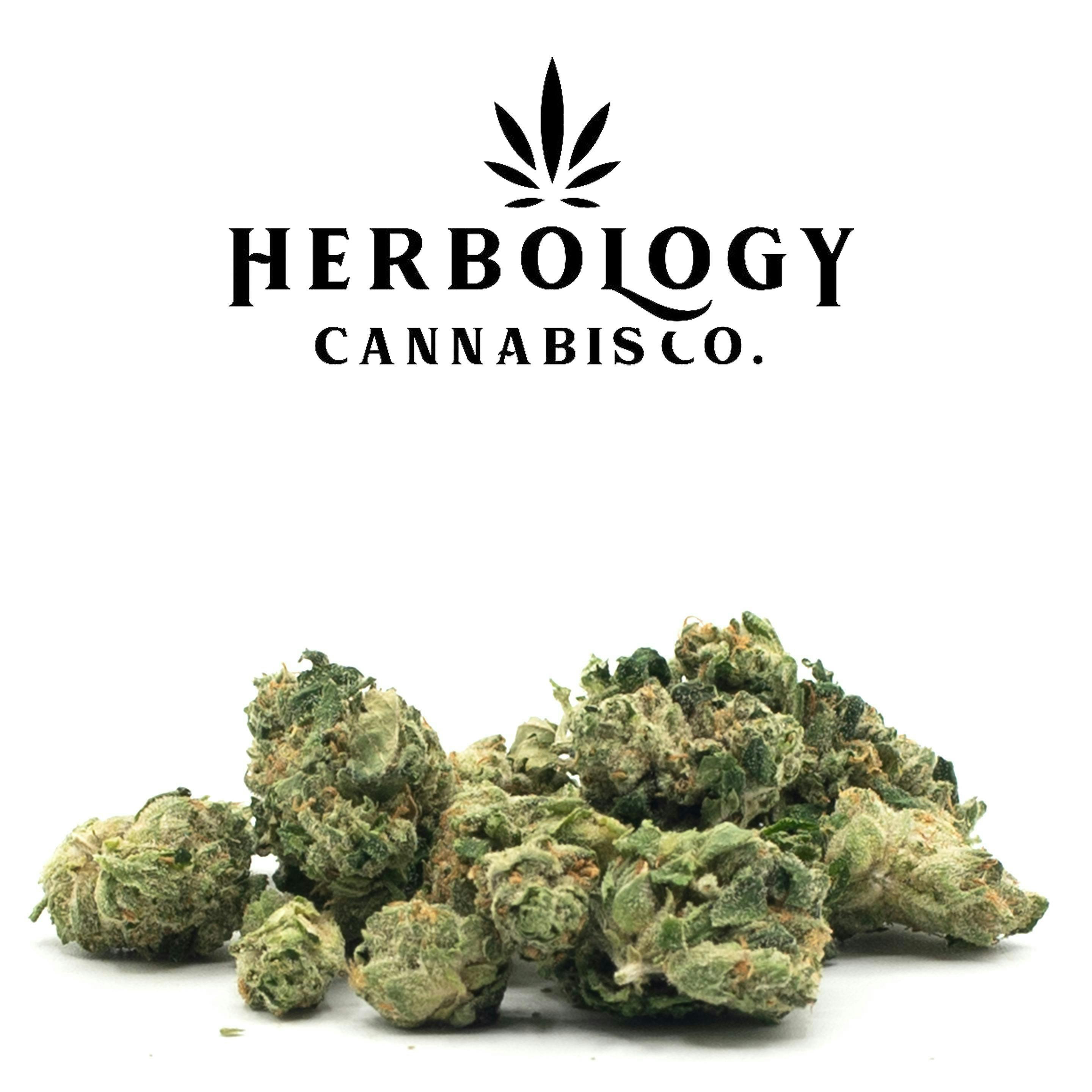 Pink Snowman | Big Buds by Glorious Cannabis Company