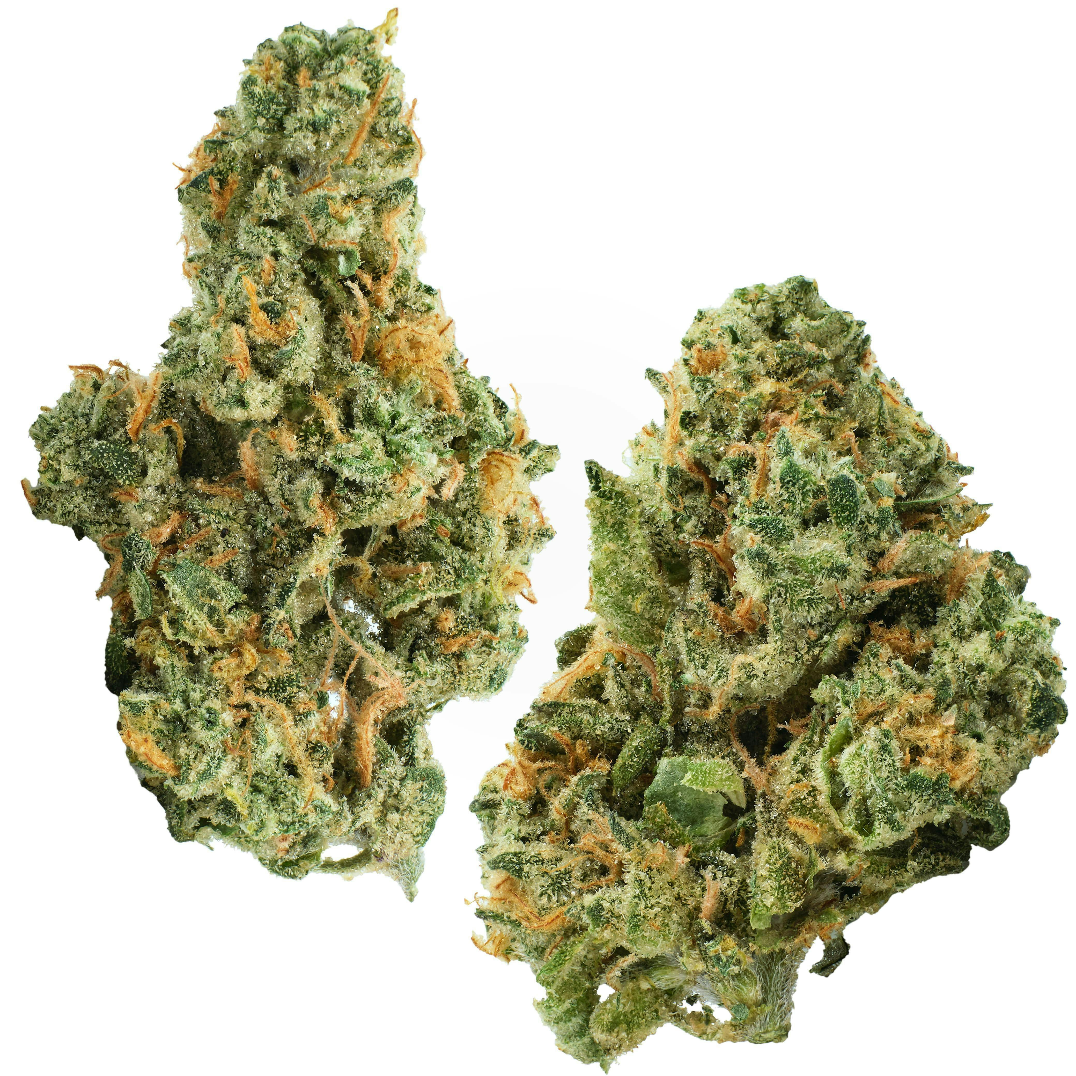 Glorious Cannabis Company | Granddaddy's Bananas | Flower by Glorious Cannabis Company