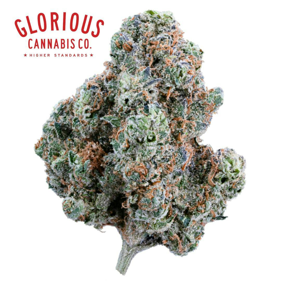 Glorious Cannabis Company | Terpee Slurpee | Flower | 3.5g at Sociale Dispensary