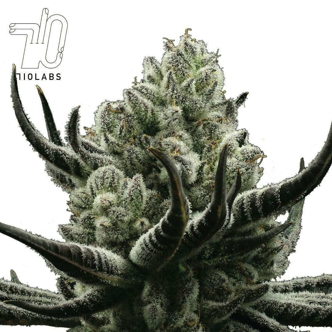 710 Labs — Sherbet