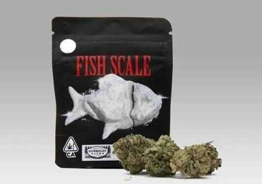 Fish Scale | Buds | 3.5g