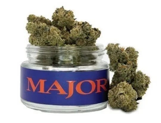 Major | Applescotti | Flower | 3.5g by Major