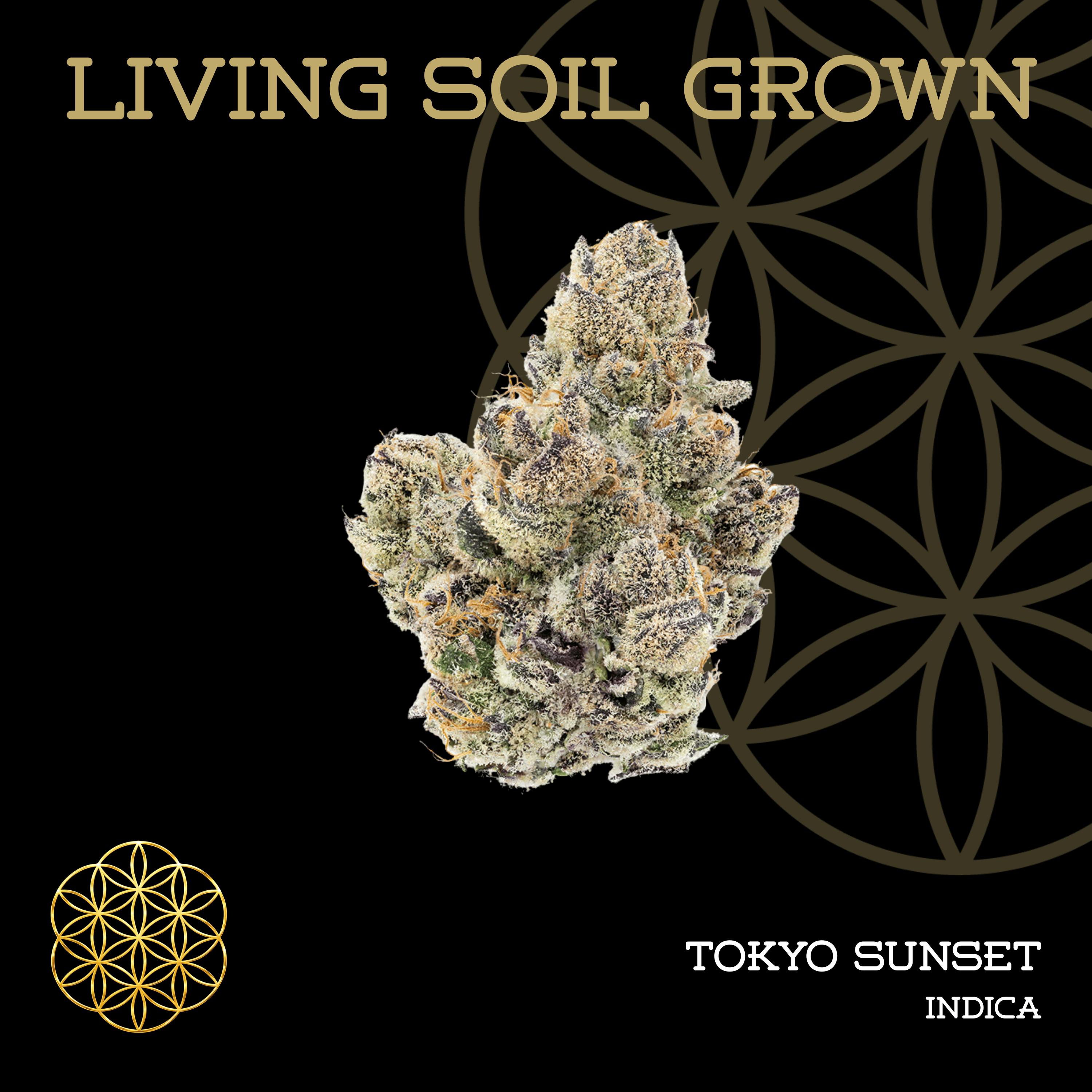 Tokyo Sunset | Bulk Deli | Living Soil by Flower of Life
