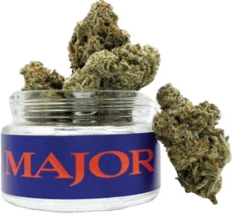Major | Pinyatti | Flower | 3.5g