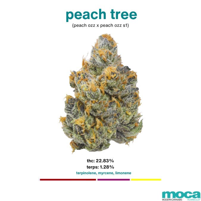 MOCA Humboldt | Peach Tree | Big Buds | 3.5g