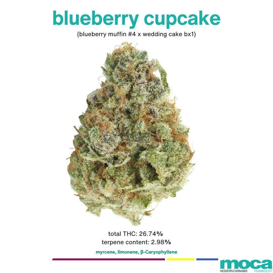 MOCA Humboldt: Blueberry Cupcake