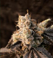 Nura | Gazz | Big Buds by Nura