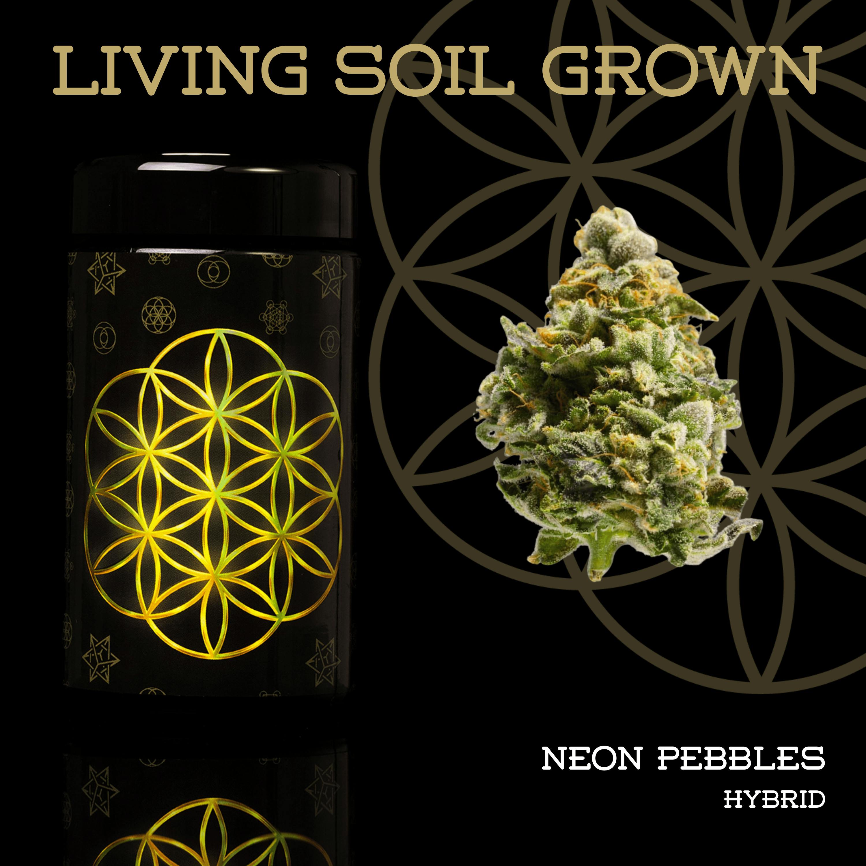 Neon Pebbles | Prepack | Miron Jar | Living Soil by Flower of Life
