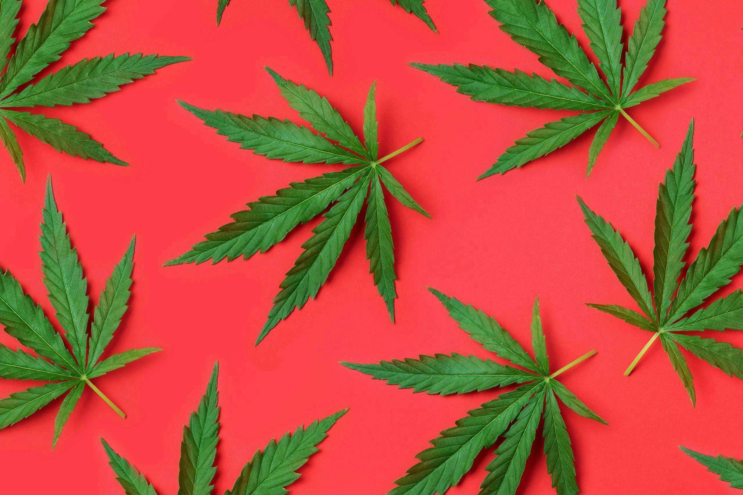 Almanac: King S Kush