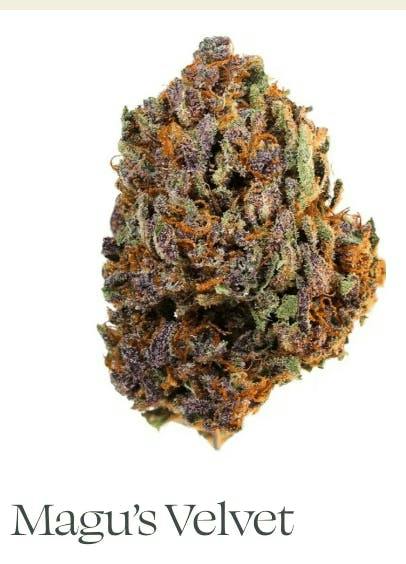 Sun Roots Farm | Magu's Fuel | Big Buds | 3.5g
