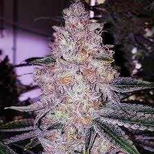 Planet Of The Grapes | Big Buds | 1g