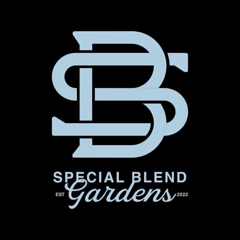 Gelato 41 | Big Buds