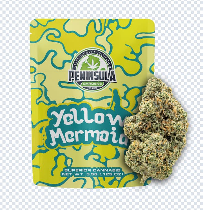 Yellow Mermaid | Big Buds | 3.5g by Peninsula Gardens